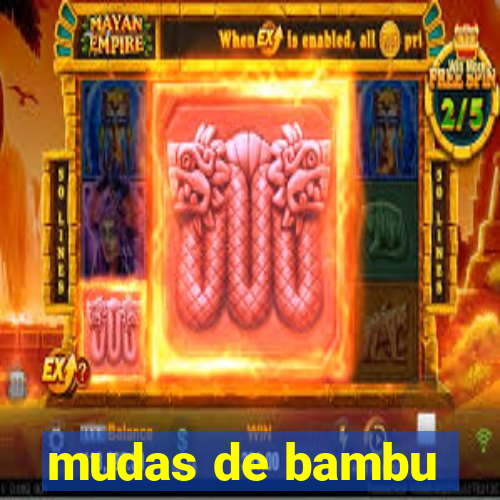 mudas de bambu