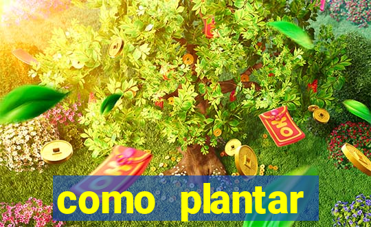 como plantar gergelim no vaso