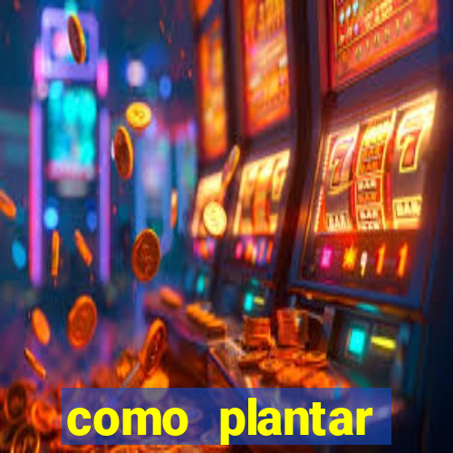 como plantar gergelim no vaso