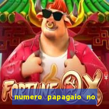 numero papagaio no jogo do bicho