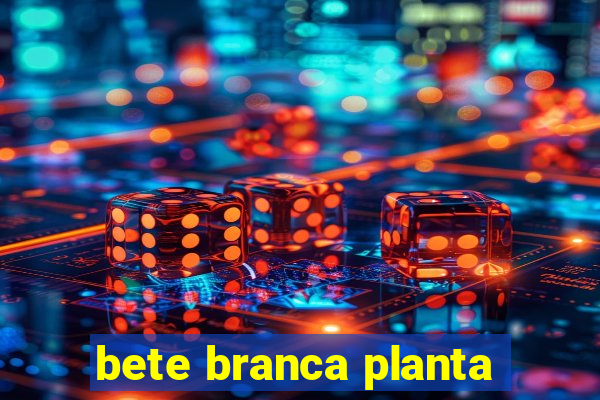 bete branca planta