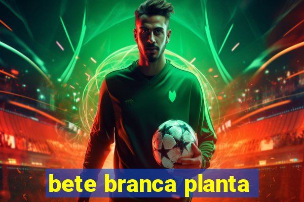 bete branca planta