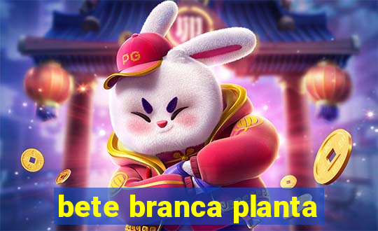 bete branca planta