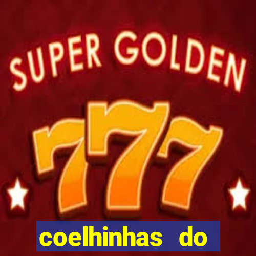 coelhinhas do brasil recife