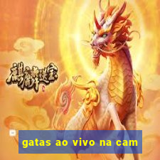 gatas ao vivo na cam