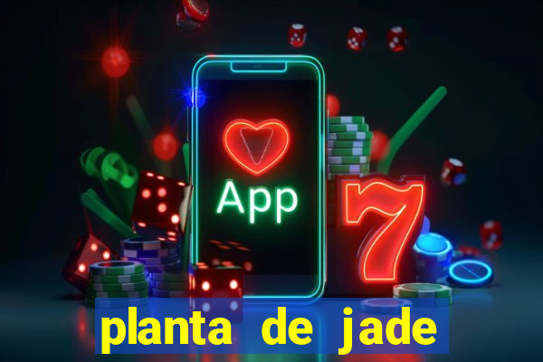 planta de jade significado espiritual