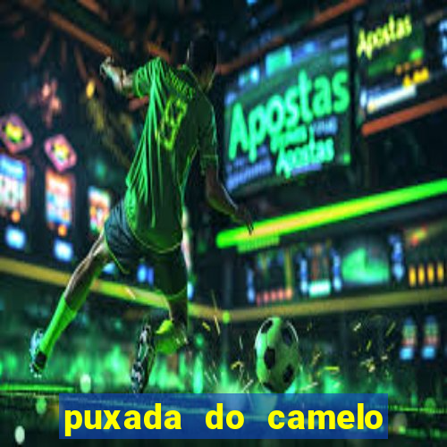 puxada do camelo jogo do bicho