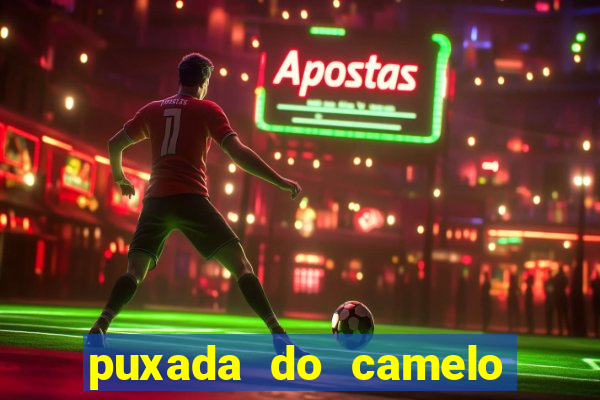 puxada do camelo jogo do bicho