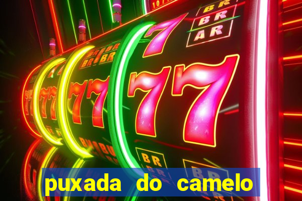 puxada do camelo jogo do bicho