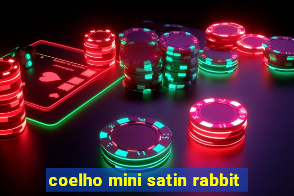 coelho mini satin rabbit