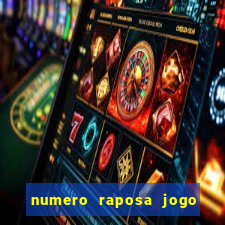 numero raposa jogo do bicho