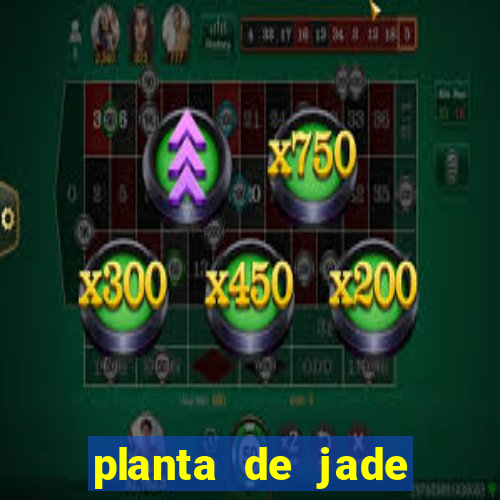 planta de jade significado espiritual